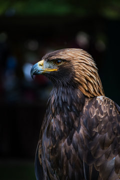 Golden eagle -  closeup portrait  (Aquila chrysaetos)