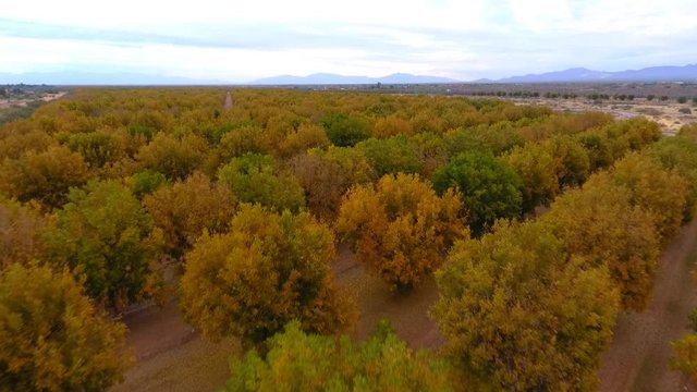 Aerial flyover of pecan trees on a farm in Autumn