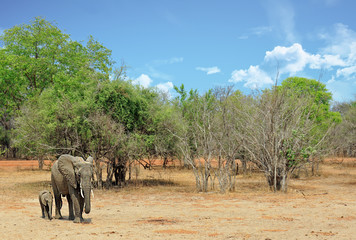 Fototapeta na wymiar African Elephants (Loxodonta Africana) - Mother and young Calf standing on the African Savannah background against a blue sky, South Luangwa National Park, Zambia, Southern Africa