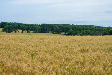 Rural Country York County Pennsylvania Farmland, on a Summer Day
