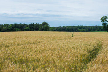 Rural Country York County Pennsylvania Farmland, on a Summer Day