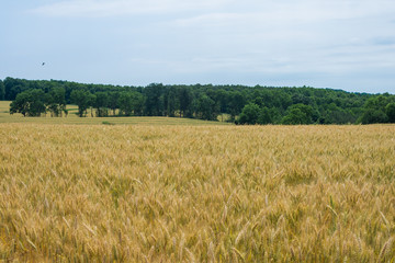 Rural Country York County Pennsylvania Farmland, on a Summer Day