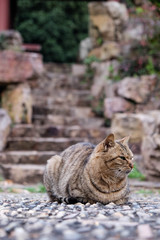 Cute little cat with tiger stripes close up shoot,