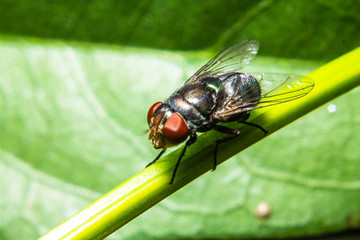 Fly on the branches
