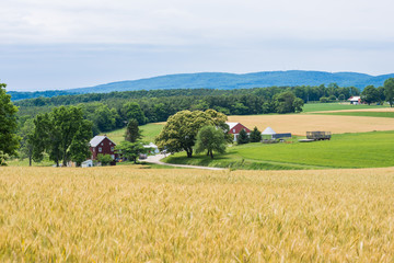 Fototapeta premium Rural Country York County Pennsylvania Farmland, on a Summer Day