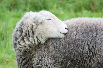 Obraz premium Herdwick Sheep