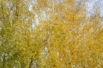Fototapeta premium Yellow leaves on birch branches. Autumn came to the birch grove