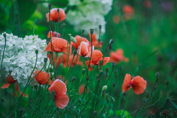 Many small poppies on the flowerbed.