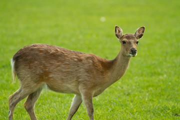 A young roe deer stands in the clearing. Back of a blurred green background. Summer shooting outdoors.