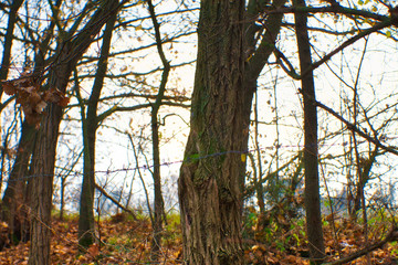 tree behind a barbed wire