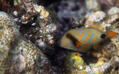 Fototapeta na wymiar underwater world - picasso fish