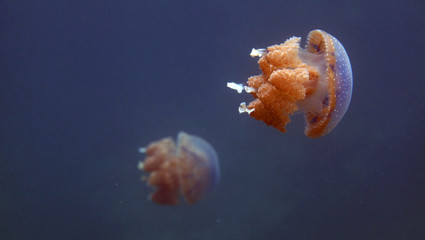 underwater world - jellyfish