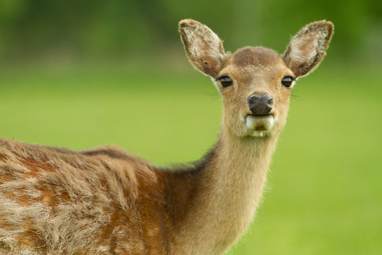 A young roe deer stands in the clearing. Back of a blurred green background. Summer shooting outdoors.