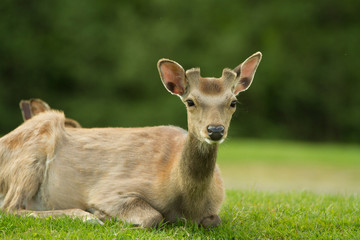 A young roe lays in a clearing. Summer shooting in the park. Behind the trees are seen