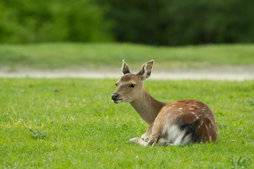 A young roe lays in a clearing. Summer shooting in the park. Behind the trees are seen