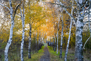 The path strewn with autumn yellow leaves of trees. Autumn alley