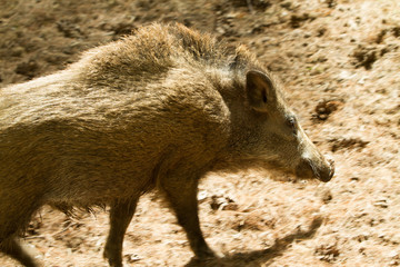 The boar is walking along the sandy road upwards. Summer photography.