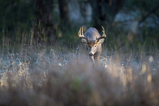 A buck whitetail deer looking for does during the rut.