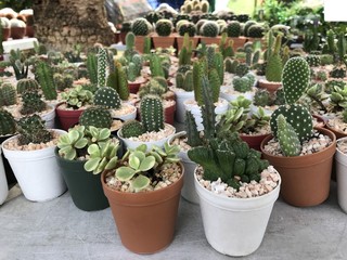 Fototapeta na wymiar Variety Cactus in pot background