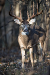 Buck whitetail deer close-up