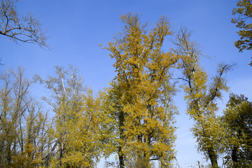 Autumn poplar trees shed their leaves. Fall in nature
