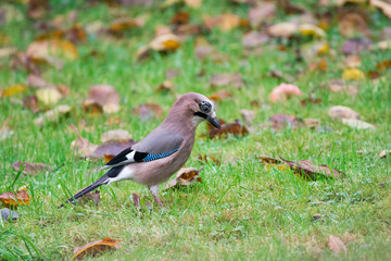 Jay bird looks for food