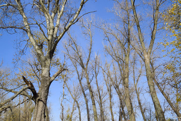 Autumn poplar trees shed their leaves. Fall in nature