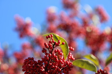 クロガネモチの赤い実