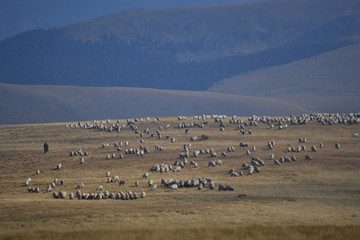 Fototapeta na wymiar Autumn mountain landscape with blue sky and a flock of sheep visible in the distance