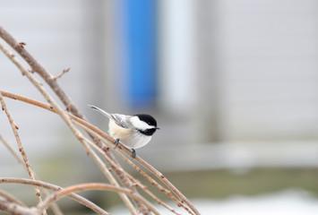 Close up on bird standing on the tree branch