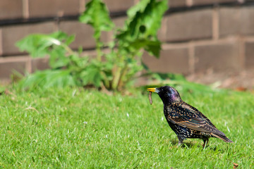 Starling