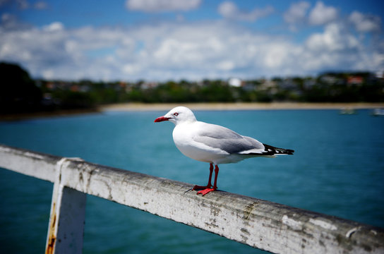 Close up portrait of seagull bird against blue sky and shore in the background.