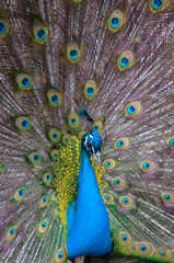 Obraz premium Portrait of Peacock with Feathers Out