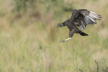 Vuelo 