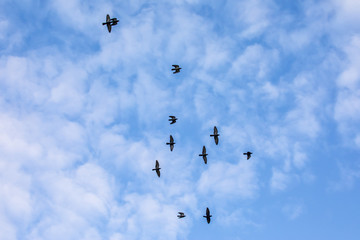 Silhouettes of birds against the sky with clouds