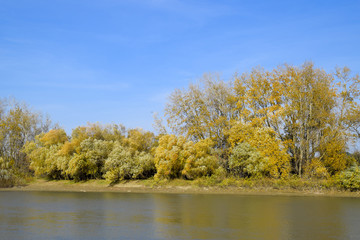 Autumn landscape. River bank with autumn trees. Poplars on the b