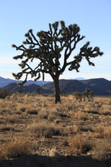 Obraz premium Joshua Trees in Joshua Tree National Park