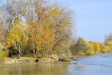 Obraz premium Autumn landscape. River bank with autumn trees. Poplars on the b
