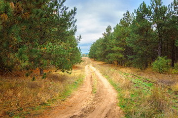 dirt road in the coniferous forest