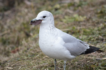 Seagull carrying candy wrapper