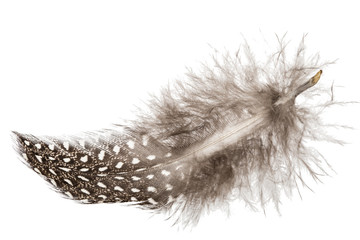 Feather of guinea fowl, isolated on white background