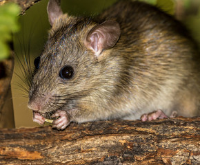 Rat eating a sunflower seed.