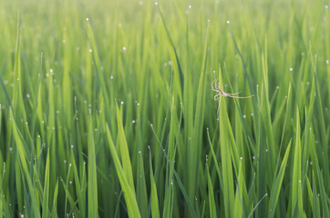 Fototapeta na wymiar Spider on green leaf of rice plant and dew on leaf in evening.