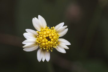 Top view small yellow flower of grass