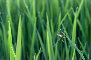 Spider on green leaf of rice plant and dew on leaf. Bokeh and blur of rice plant background
