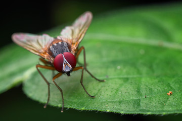 common fly 