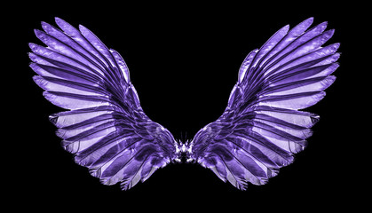 Fototapeta na wymiar .purple wing on black blackground