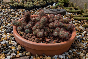 Cereus hexagonus Cuctas