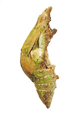 A grey pupa of the yellow Helen butterfly, Papilio nephelus, from Thiland, isolated on white background. Pupae is a stage between caterpillars and butterflies. Side view.