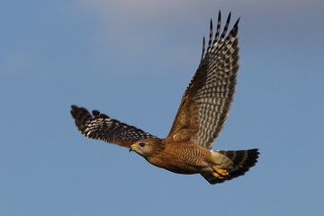 Red shouldered hawk